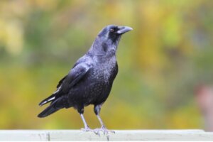 Wrona amerykańska: siedlisko i charakterystyka