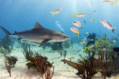 Żarłacz tygrysi, jeden z największych rekinów
