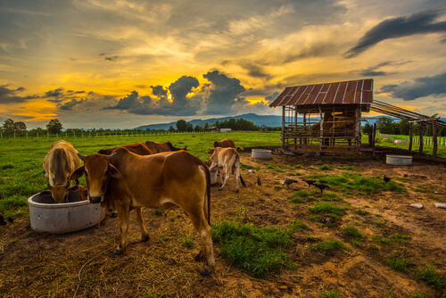Zwierzęta żyjące na wsi