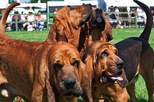 Psy bloodhound