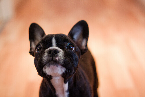 Buldog francuski
