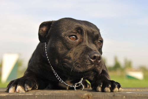 Sunia rasy pitbull