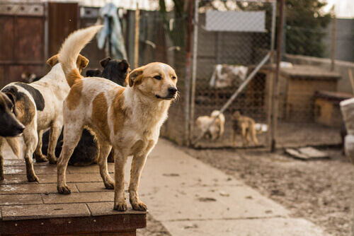 Psy przeznaczone na sprzedaż w tajlandii