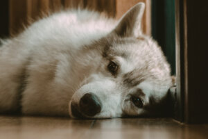 Mój pies budzi się w nocy: przyczyny i co robić