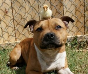 Charakter psów rasy Pit bull