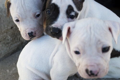 Mama Pitbull szuka pomocy, aby uratować swoje szczenięta