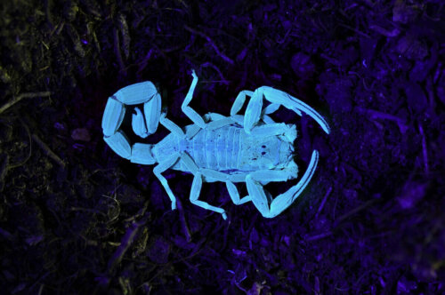 Skorpion świeci własnym światłem