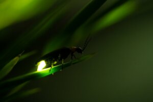 6 zwierząt, które świecą własnym światłem