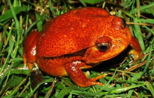 Żaba pomidorowa, piękniś