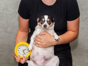 9 oznak zbliżającego się porodu u suczek