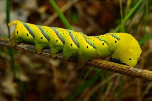 Zmierzchnica Trupia G wka Charakterystyka I Ciekawostki My Animals Zmierzchnica Trupia G wka Charakterystyka I Ciekawostki My Animals