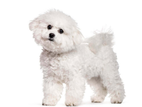 Bichon frise, te psy praktycznie nie zrzucają sierści