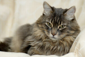 Wszystko o kociej sierści