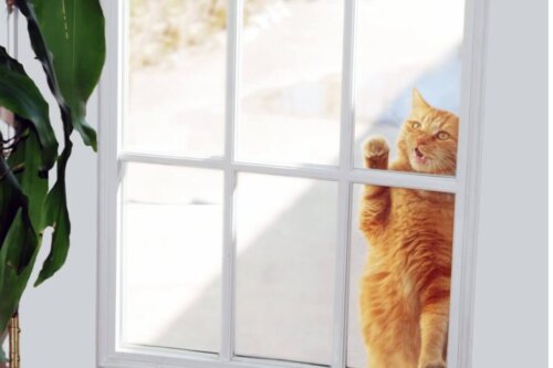 Kot za oknem