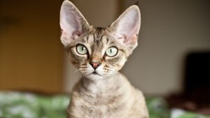 7 ras kotów, które bardzo mało miauczą