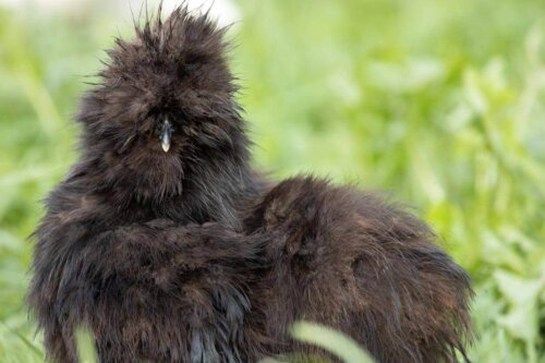 Japońska kura jedwabista