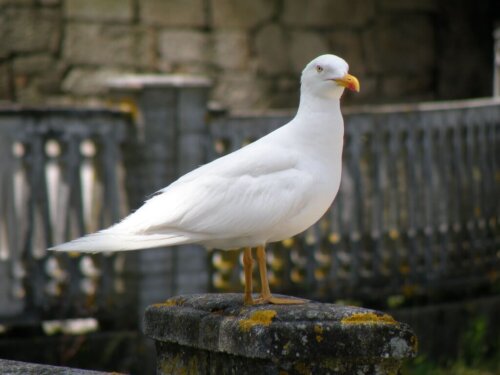 Leucyzm u ptaków: 3 ciekawostki