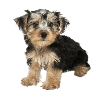 Morkie