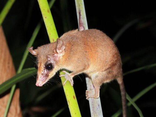 Opos, jedno ze zwierząt, które najwięcej śpią