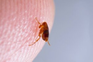 Różnice między pchłami a kleszczami