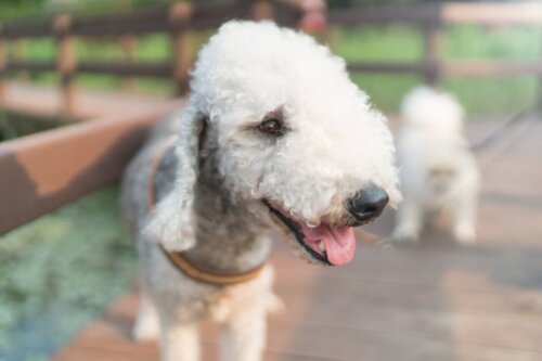 Pies bedlington terrier, te psy praktycznie nie zrzucają sierści