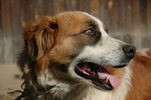 Co robić, gdy mój pies ma odruchy wymiotne