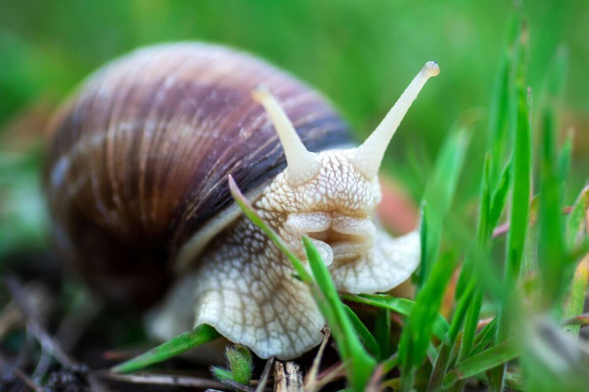 Ślimak w trawie