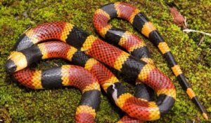 Różnice między wężem koralowym a koralowcem fałszywym