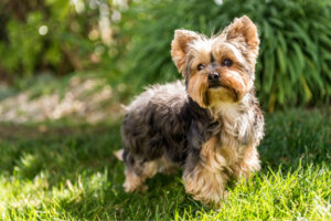 Najczęstsze choroby yorkshire terriera