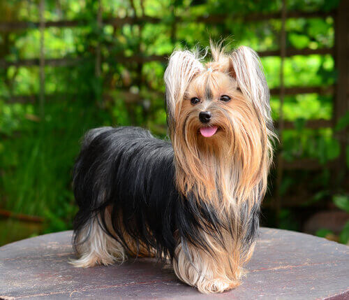 Yorkshire terrier w ogrodzie