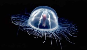 11 ciekawostek o Turritopsis dohrnii