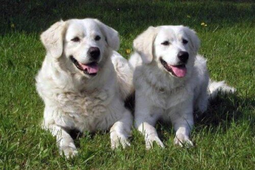 Czuwacz słowacki: wszystko o tej rasie