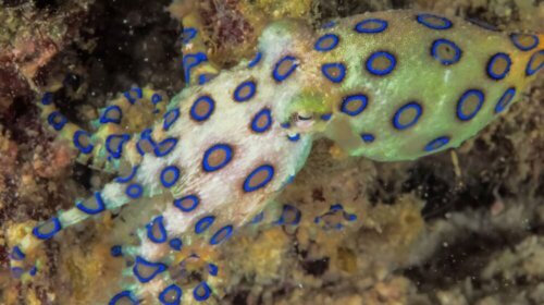 Najbardziej niebezpieczna wśród ośmiornic.