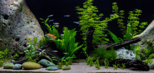 Akwarium ryby