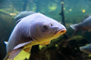9 interesujących faktów o karpiu