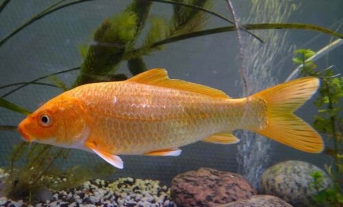 Karp złoty
