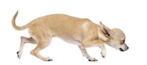 Najczęstsze przypadki fobii u psów