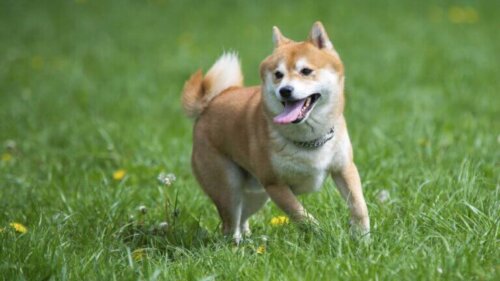 Shiba inu, pies