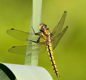 Lecicha pospolita