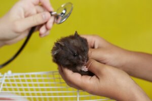 13 oznak, że twój chomik umrze