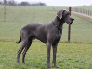 Duże psy, życie z olbrzymem