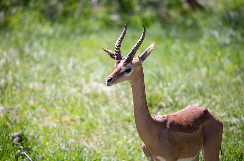 Gerenuk długoszyi: siedlisko, charakterystyka i rozmnażanie