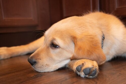 Młody labrador