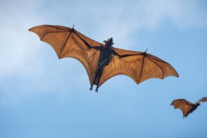 Dlaczego niektóre nietoperze polują w ciągu dnia?