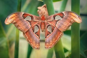 Pawica atlas – poznaj 9 ciekawostek o niej