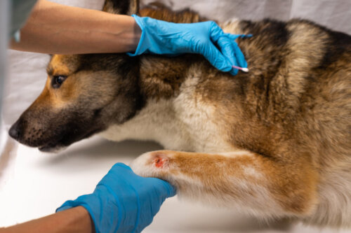 Jakie są przyczyny nagłej śmierci u psów?