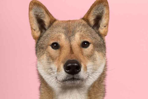 Shikoku inu pies