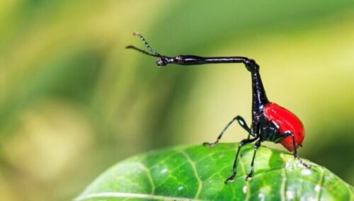 Żyrafka madagaskarska: środowisko życia, charakterystyka i ciekawostki