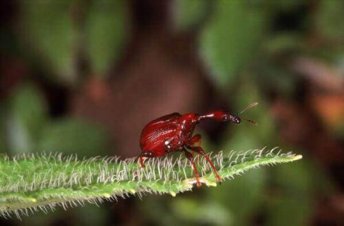 Żyrafka madagaskarska