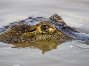 10 największych gadów na świecie